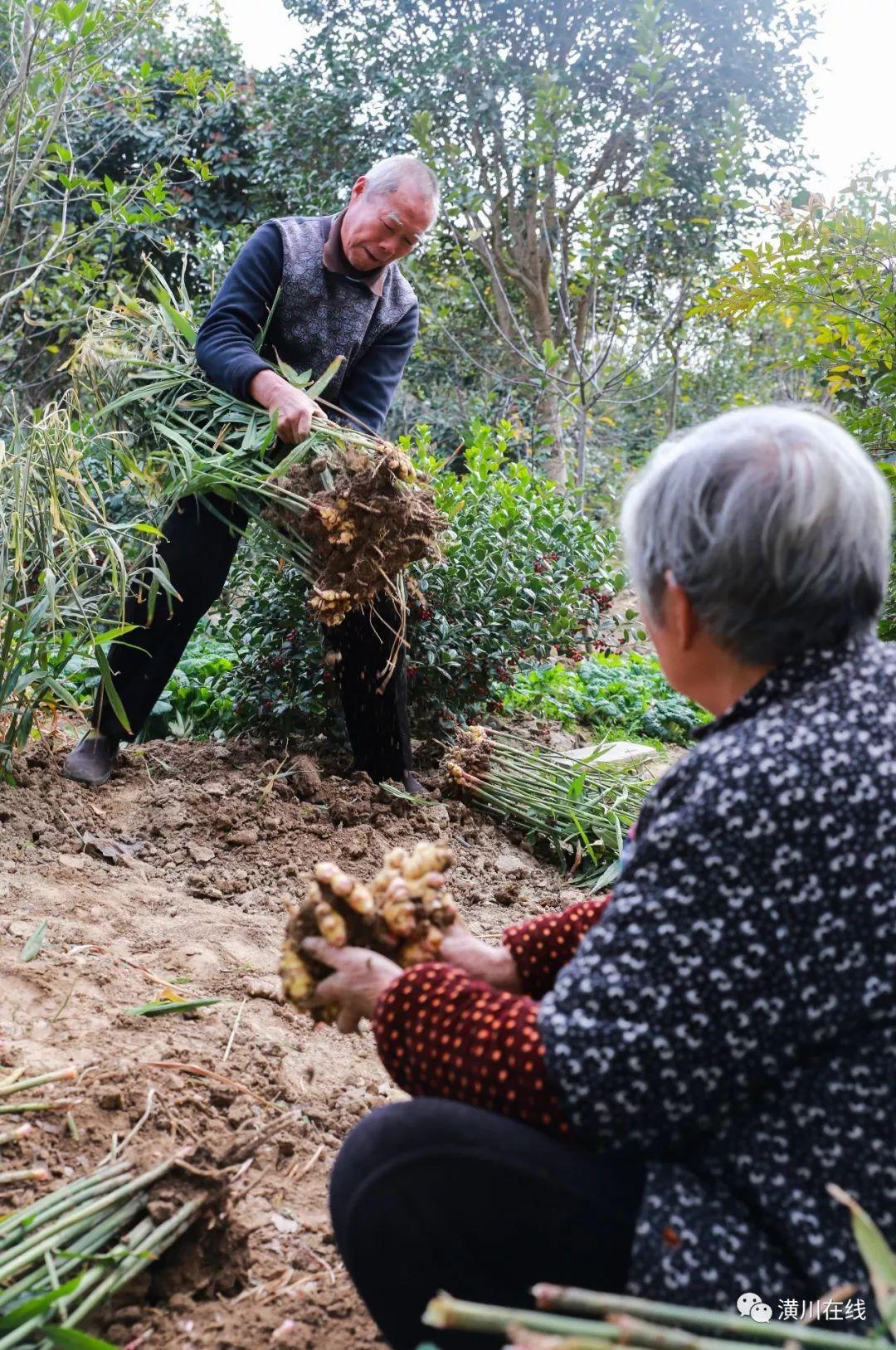 潢川在线最新房屋出售信息概览