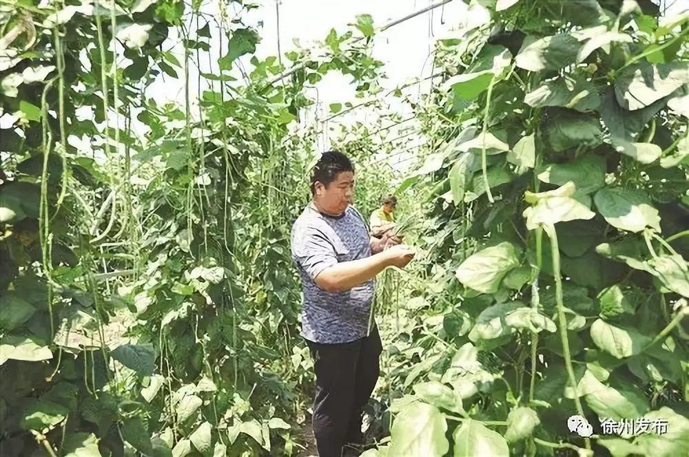 邳州今日大蒜价格最新行情